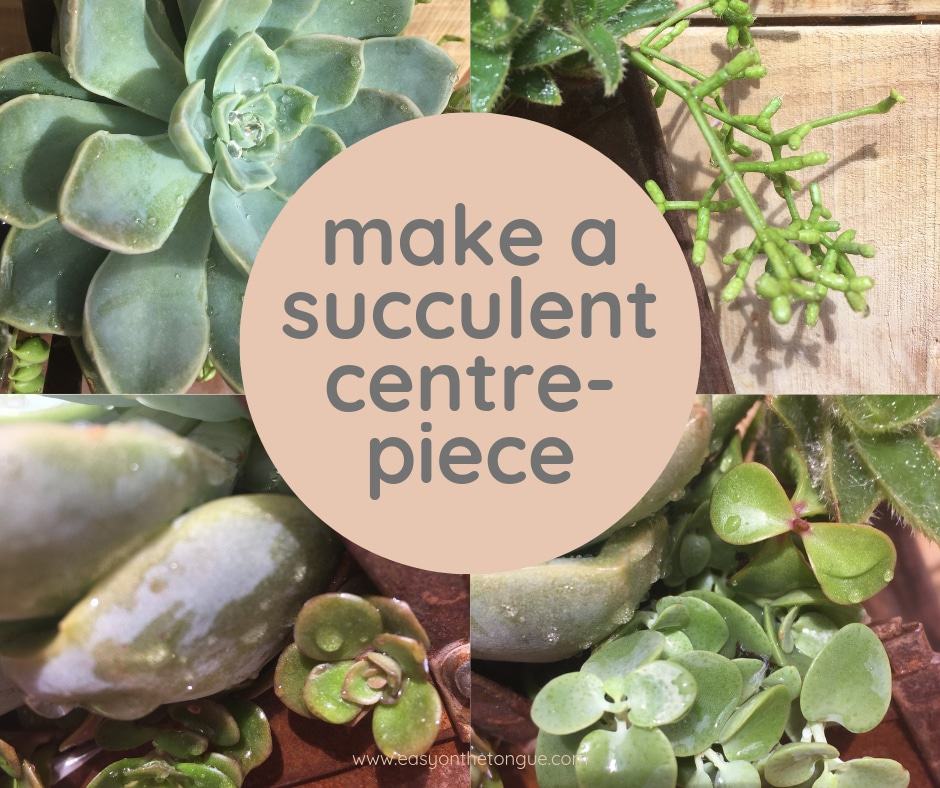 How to create a Centerpiece with Succulents