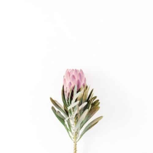 Pink Protea on a white background Home